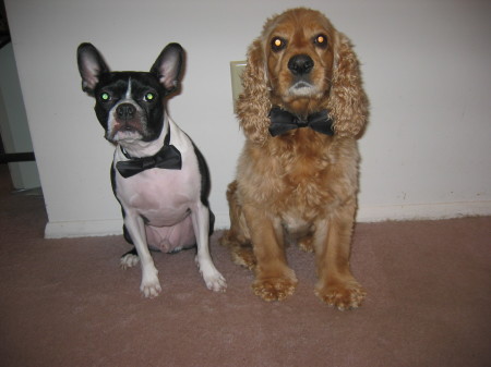 Max & Bandit in Tuxedos