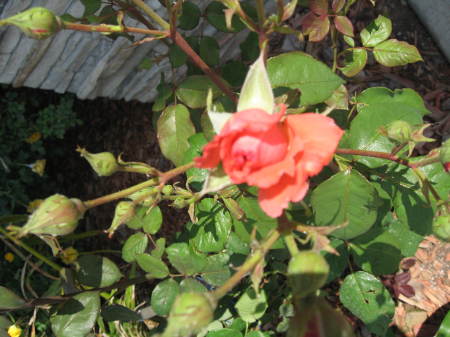 miniature roses