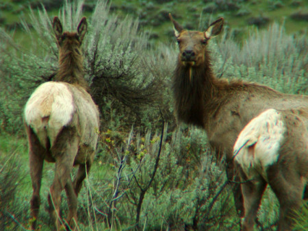 Close up of the Elk in Idaho