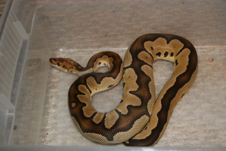 First clownball python I produced.