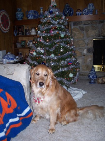 Bailey at Christmas