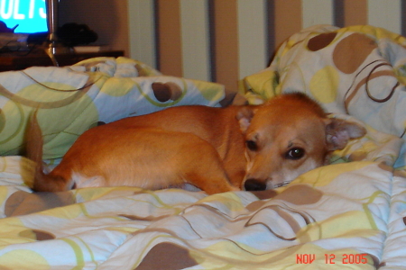 Susan, my Basenji/Chihuahua