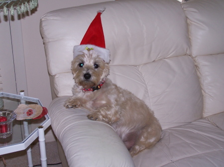 Woody, my special Cairn, died 10/08