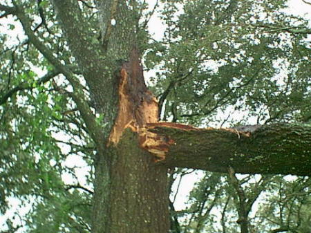 Fallen Tree