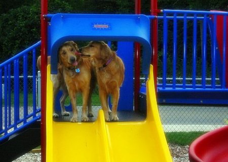 Brandy Kissing Max on the slide