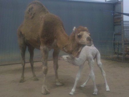Newborn Baby White Camel