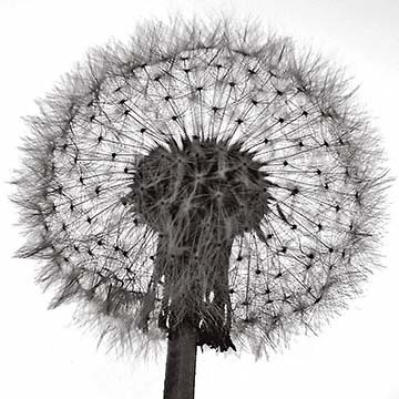 Dandelion