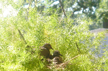 Doves in the back yard