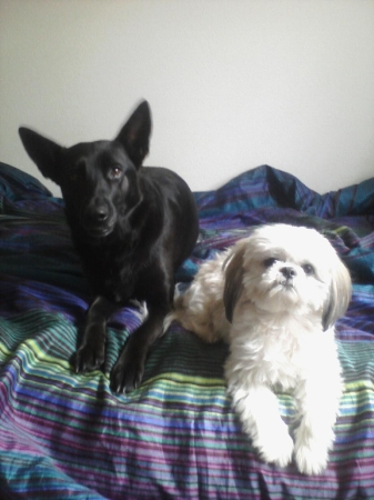 my watchdogs ~ Kyra & Gizmo