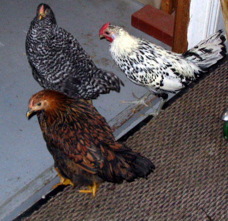 More of my chickens