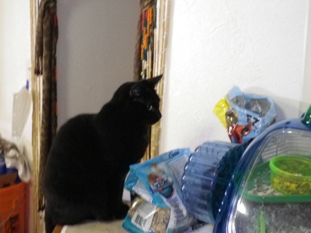 Our new bombay cat Zira, she'll be 2 in October of 2011