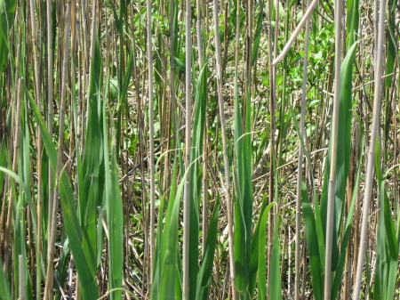 Color Reeds