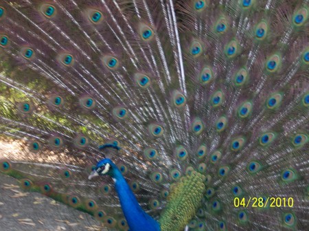 Paolo the Peacock