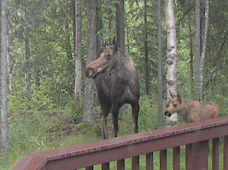 Backyard friends