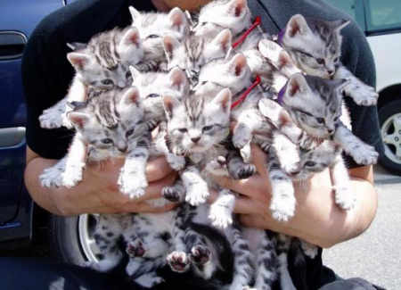 kittensanyone?