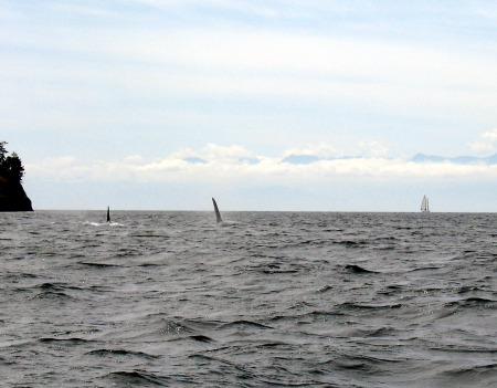 Killer Whales, off San Juan Island, 2005