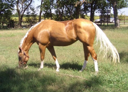 One of my show horses.. This is Gamblin Lika Future