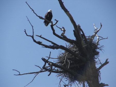 Bald Eagle Nesting in Yellowstone