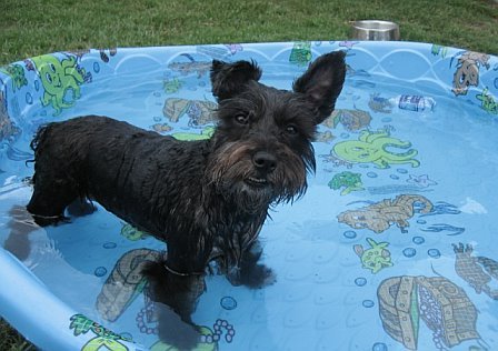 Jazzy taking a dip in her pool.