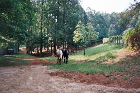 Amanda's horses