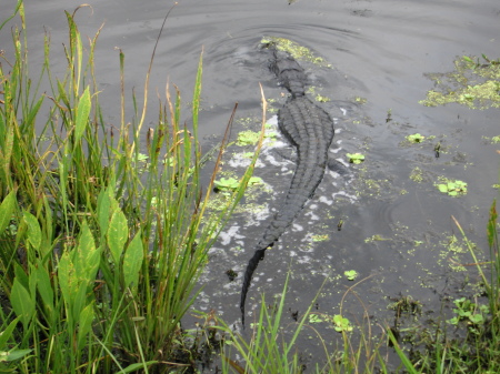 This gator was toooo close