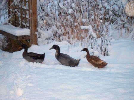 My Ducks in the snow