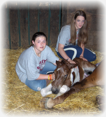 Nieces 1st foaling