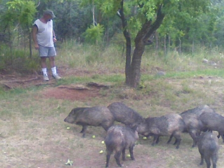 BOARS GONE WILD! G. CANYON TRIP 2007.