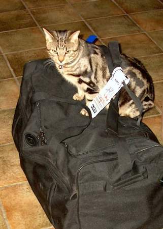 Torben helping to pack for the move to Texas