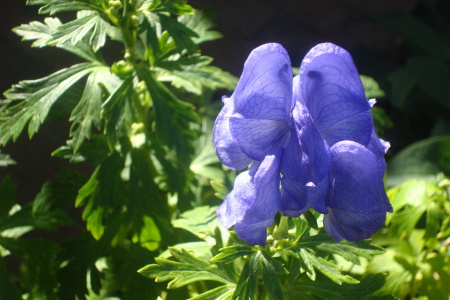 Denver Botanical Gardens