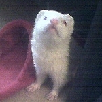 Lucy the ferret