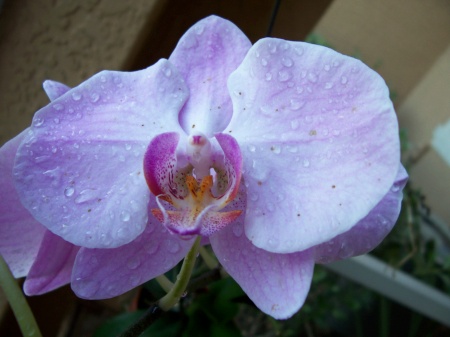 one of my orchids ..