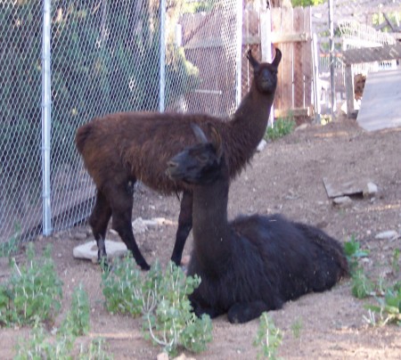 Tricky & Ebony Llamas