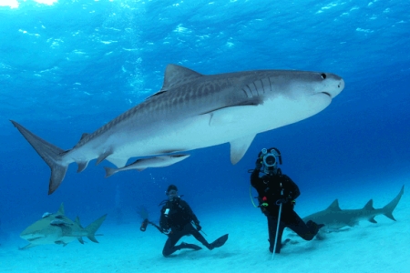 A & J with Tiger Shark