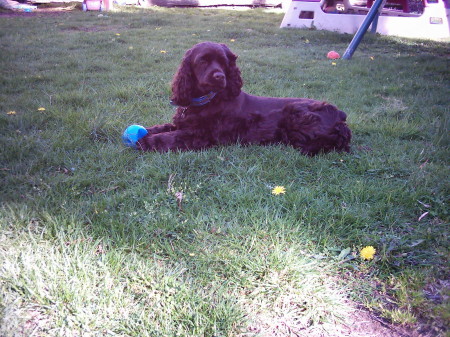 Here is our Chocolate Cocker Spaniel Champ
