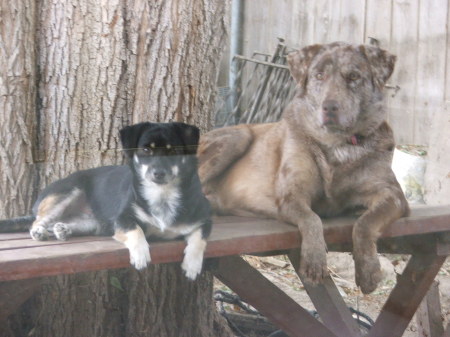 cocoa and fudge (the little one)