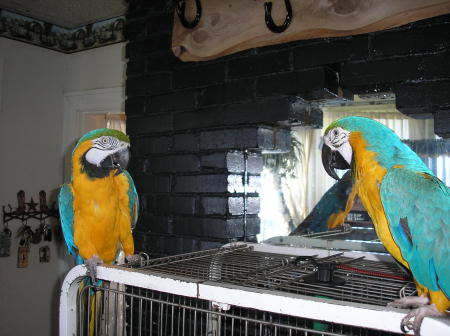 Chirs and Tinker (my birds)