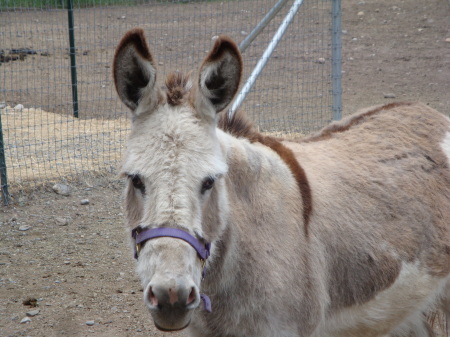 Dolly the Donkey