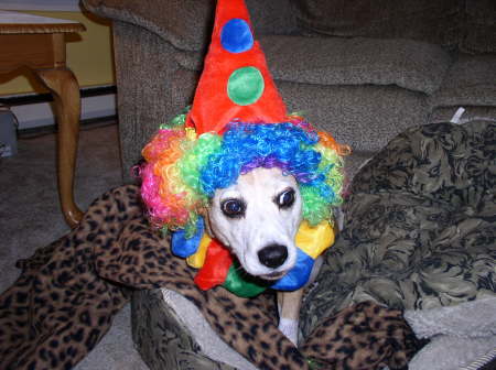 my Beagle on Halloween