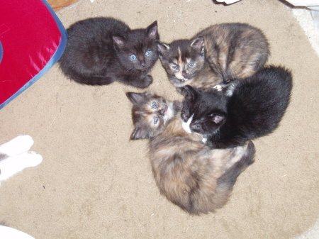 Latest 2006 litter