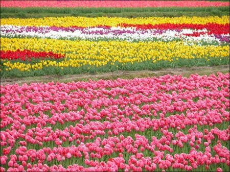 Dr Thomas R McKee's album, Tulips in Holland