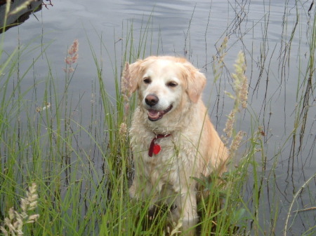 my dog smudge chillin'