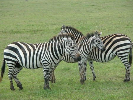 ZEBRA'S IN AFRICA