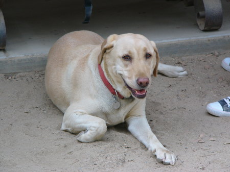 Whitley Ranch Mascot