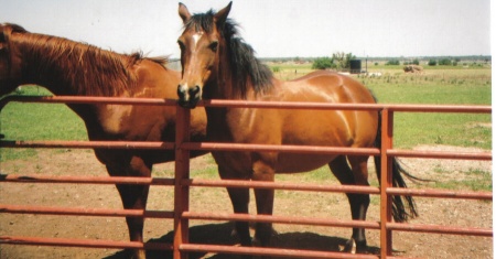 OUR HORSES