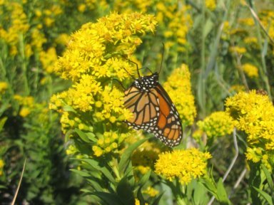 butterfly field e point shore 10 2007