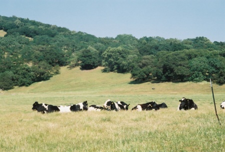 all cows