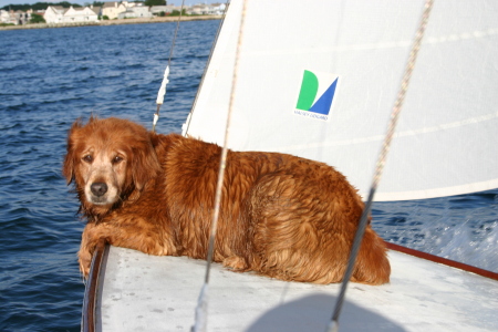 Tara the sailing dog!