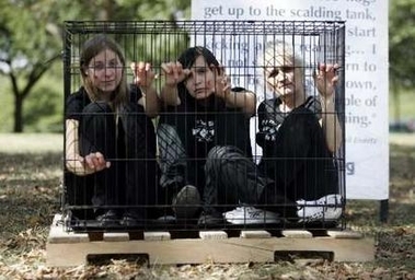 caged chicks