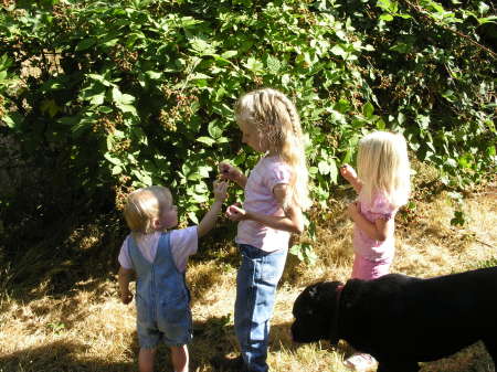 Grandaughters picking blackberries